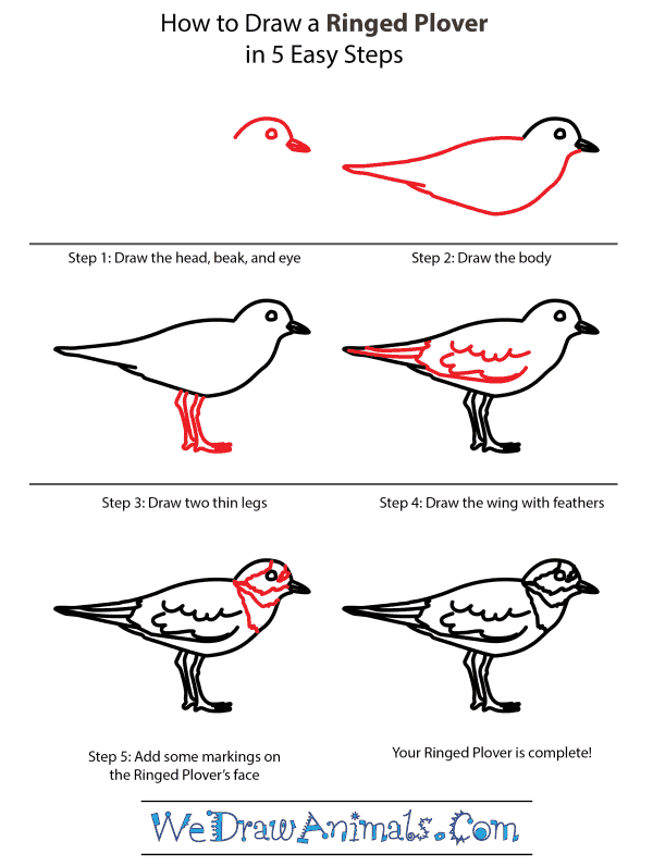 How to Draw a Ringed Plover - Step-by-Step Tutorial