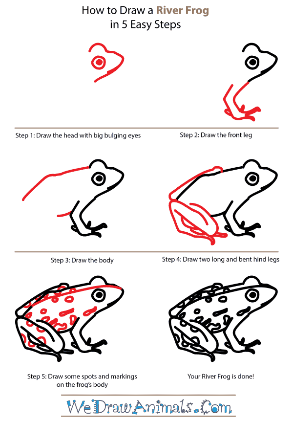 How to Draw a River Frog - Step-by-Step Tutorial