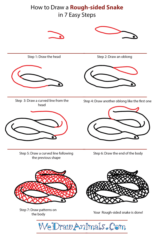 How to Draw a Rough-Sided Snake - Step-by-Step Tutorial