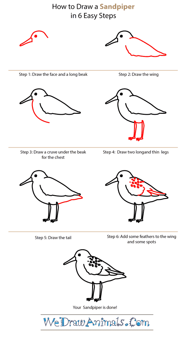 How to Draw a Sandpiper - Step-by-Step Tutorial