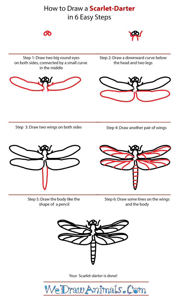 How to Draw a Scarlet-Darter - Step-by-Step Tutorial