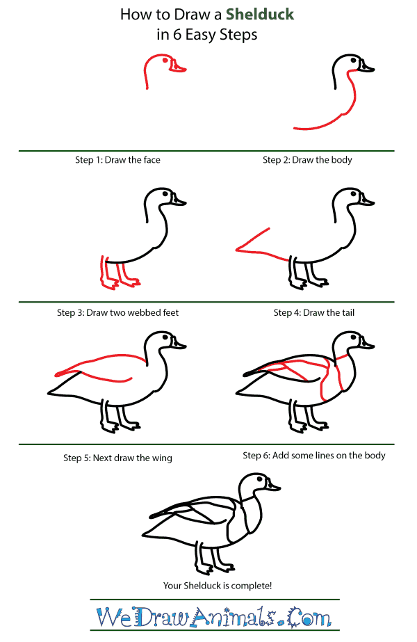 How to Draw a Shelduck - Step-by-Step Tutorial