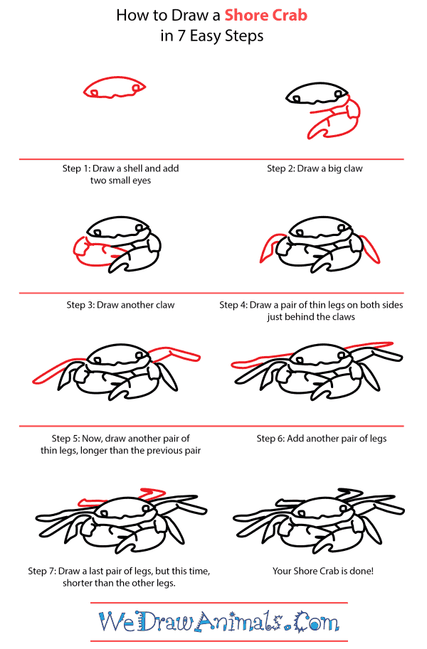 How to Draw a Shore Crab - Step-by-Step Tutorial