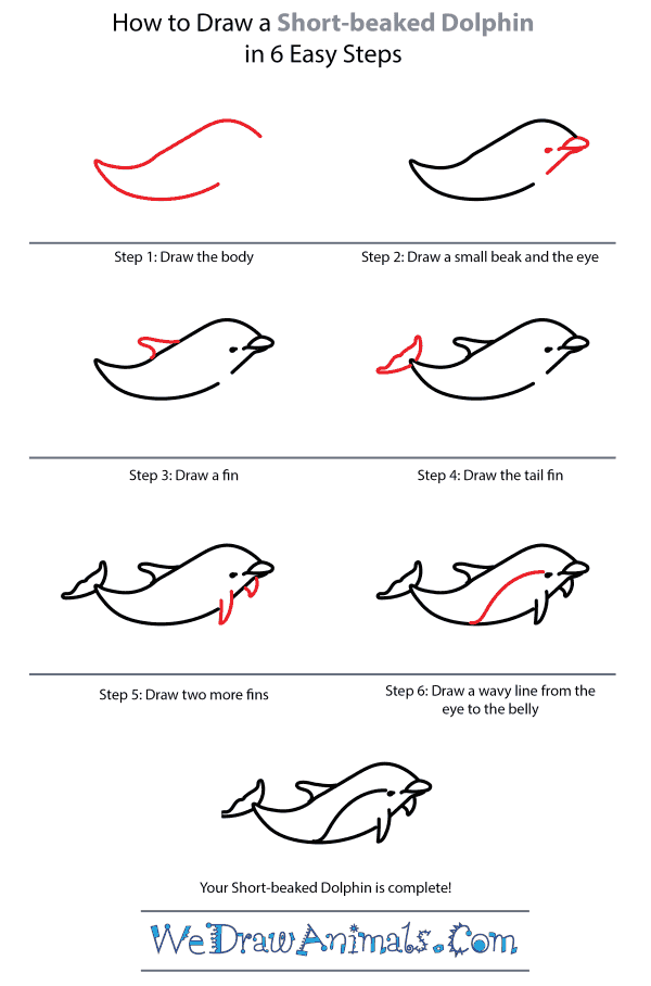 How to Draw a Short-Beaked Dolphin - Step-by-Step Tutorial
