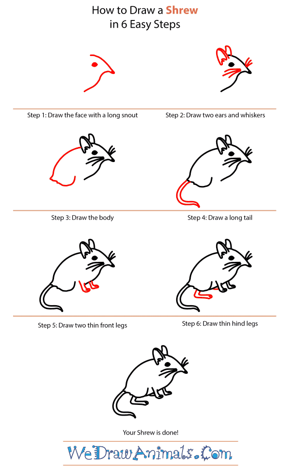 How to Draw a Shrew - Step-by-Step Tutorial