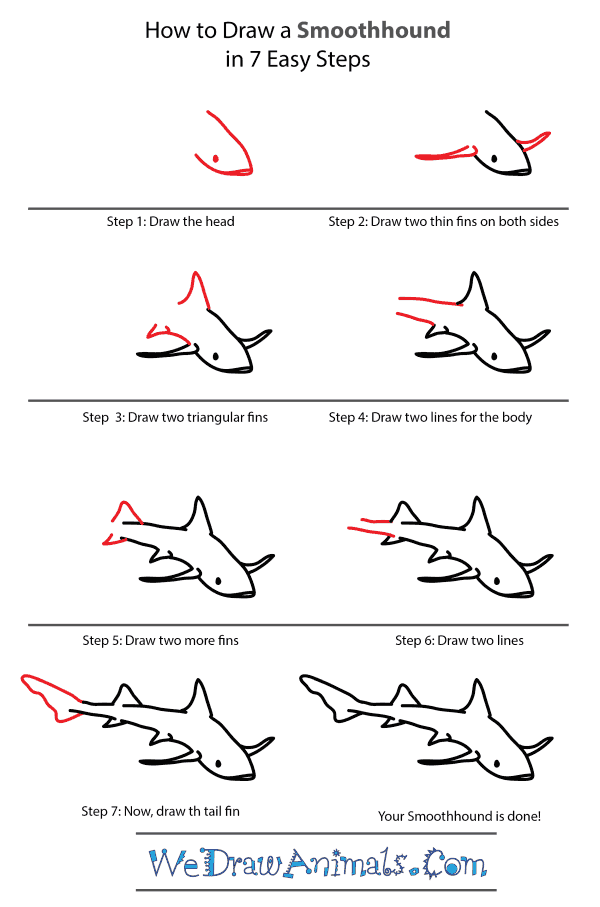 How to Draw a Smoothhound - Step-by-Step Tutorial