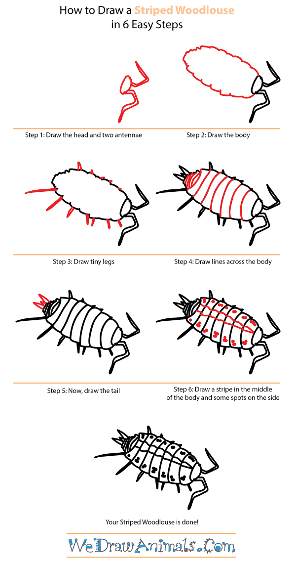 How to Draw a Striped Woodlouse - Step-by-Step Tutorial