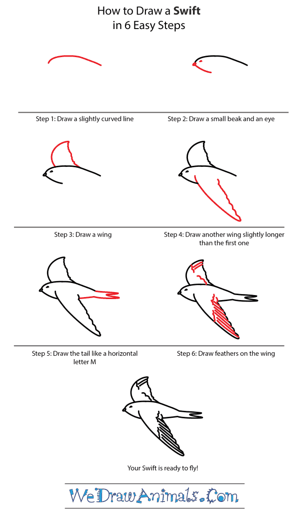 How to Draw a Swift - Step-by-Step Tutorial
