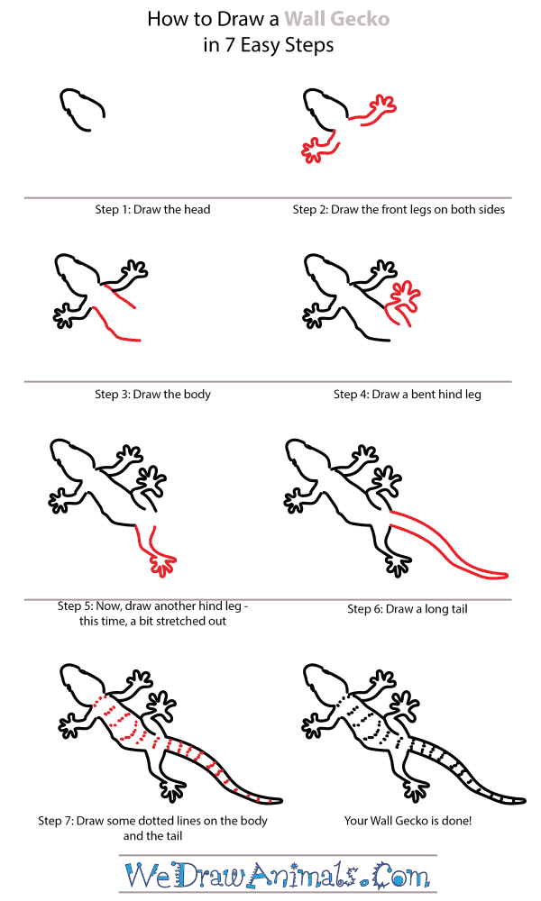 How to Draw a Wall Gecko - Step-by-Step Tutorial