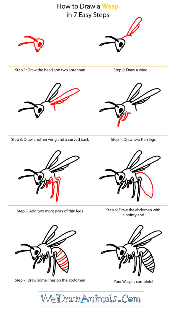 How to Draw a Wasp - Step-by-Step Tutorial