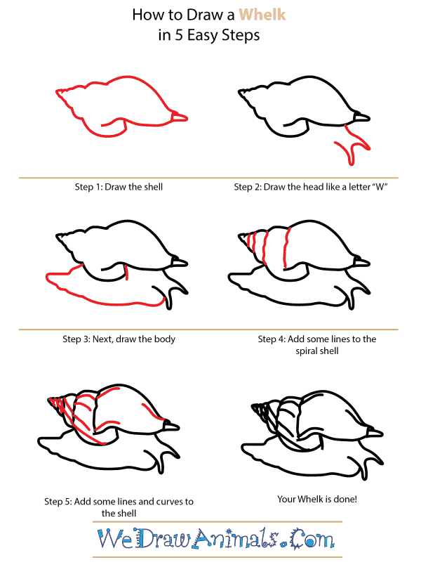 How to Draw a Whelk - Step-by-Step Tutorial