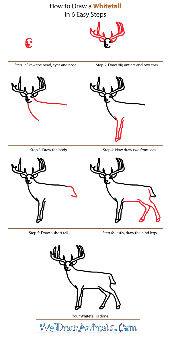 How to Draw a Whitetail - Step-by-Step Tutorial