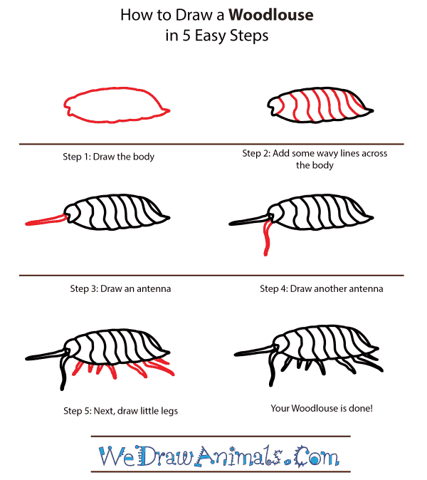 How to Draw a Woodlouse - Step-by-Step Tutorial