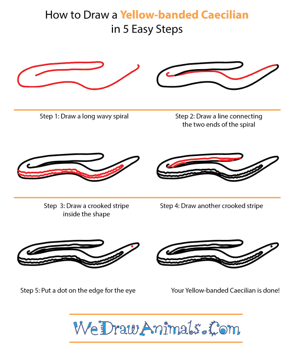 How to Draw a Yellow-Banded Caecilian - Step-by-Step Tutorial