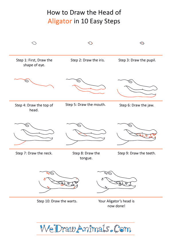 How to Draw an Alligator Face - Step-by-Step Tutorial