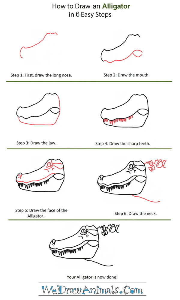 How to Draw an Alligator Head - Step-by-Step Tutorial