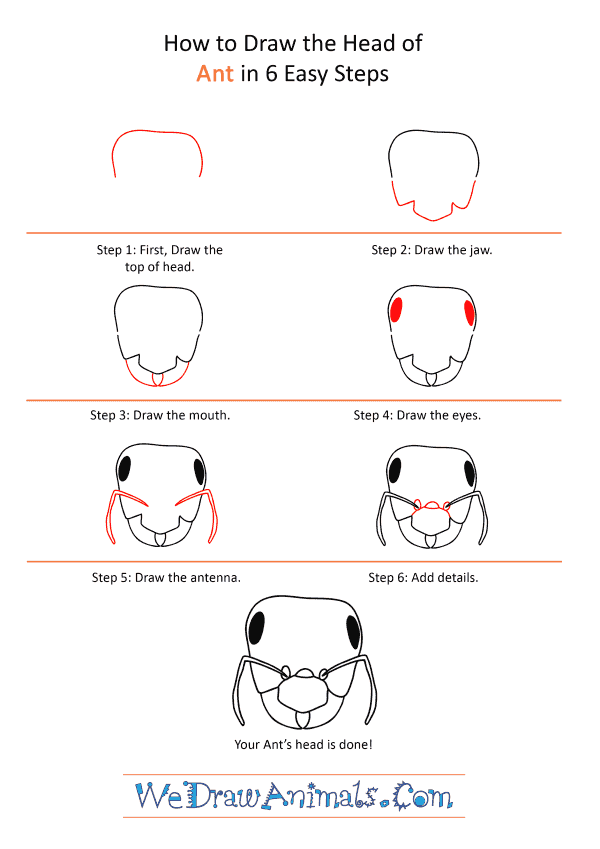 How to Draw an Ant Face - Step-by-Step Tutorial