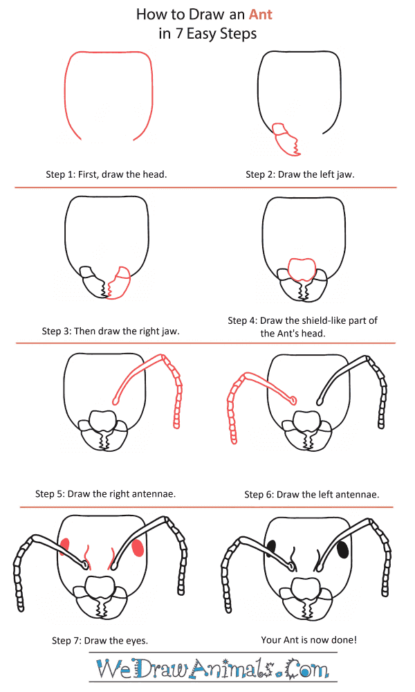 How to Draw an Ant Head - Step-by-Step Tutorial
