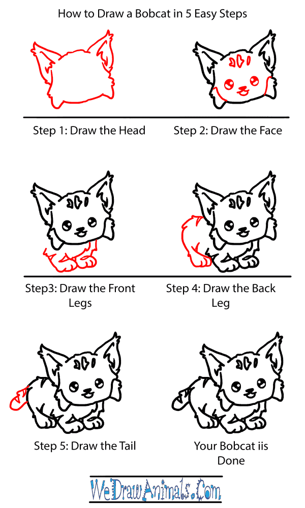 How to Draw a Baby Bobcat - Step-by-Step Tutorial