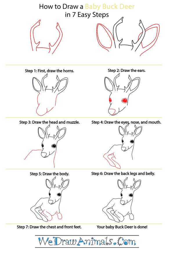 How to Draw a Baby Buck Deer - Step-by-Step Tutorial