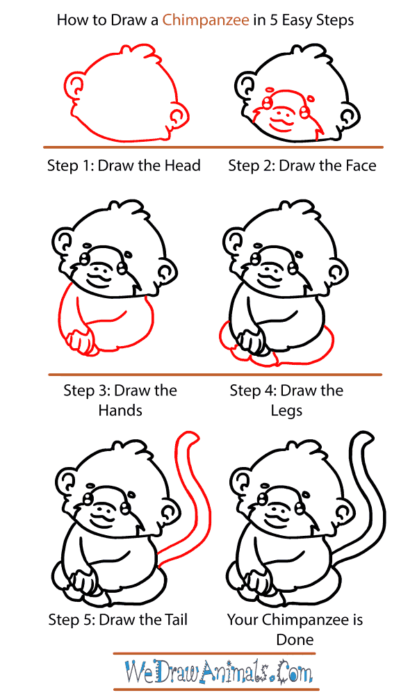 How to Draw a Baby Chimpanzee - Step-by-Step Tutorial