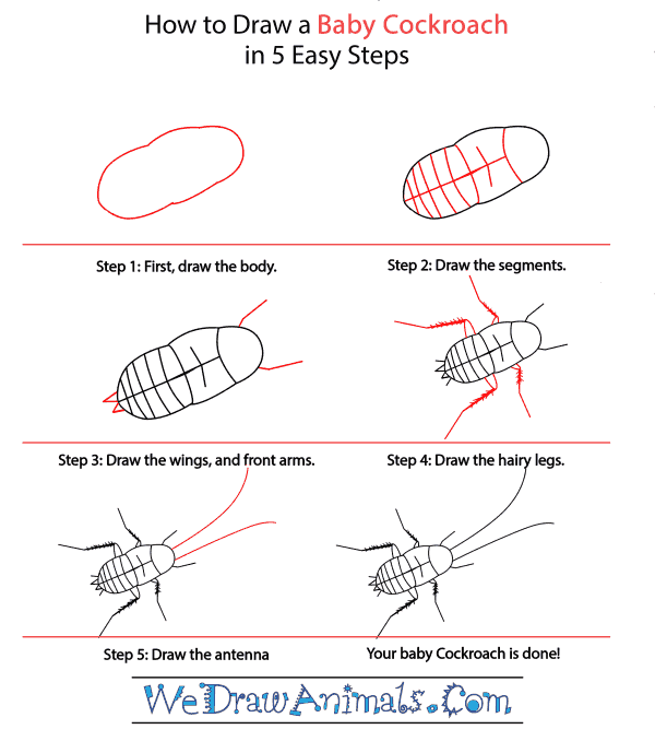 How to Draw a Baby Cockroach - Step-by-Step Tutorial