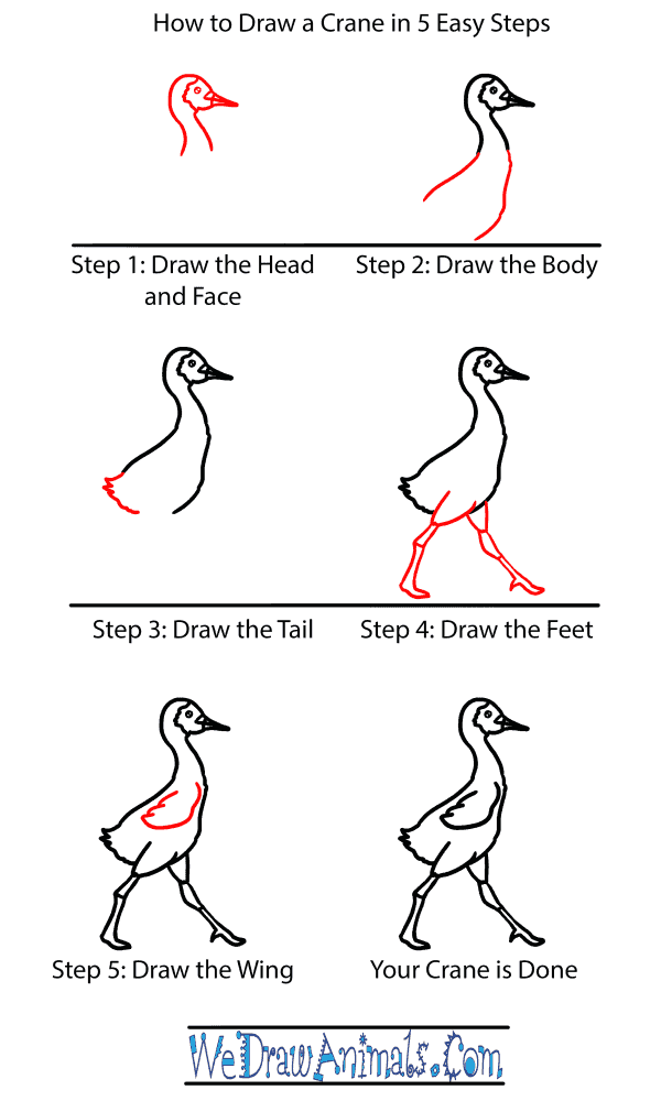 How to Draw a Baby Crane - Step-by-Step Tutorial