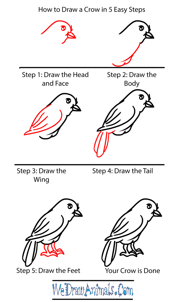 How to Draw a Baby Crow - Step-by-Step Tutorial