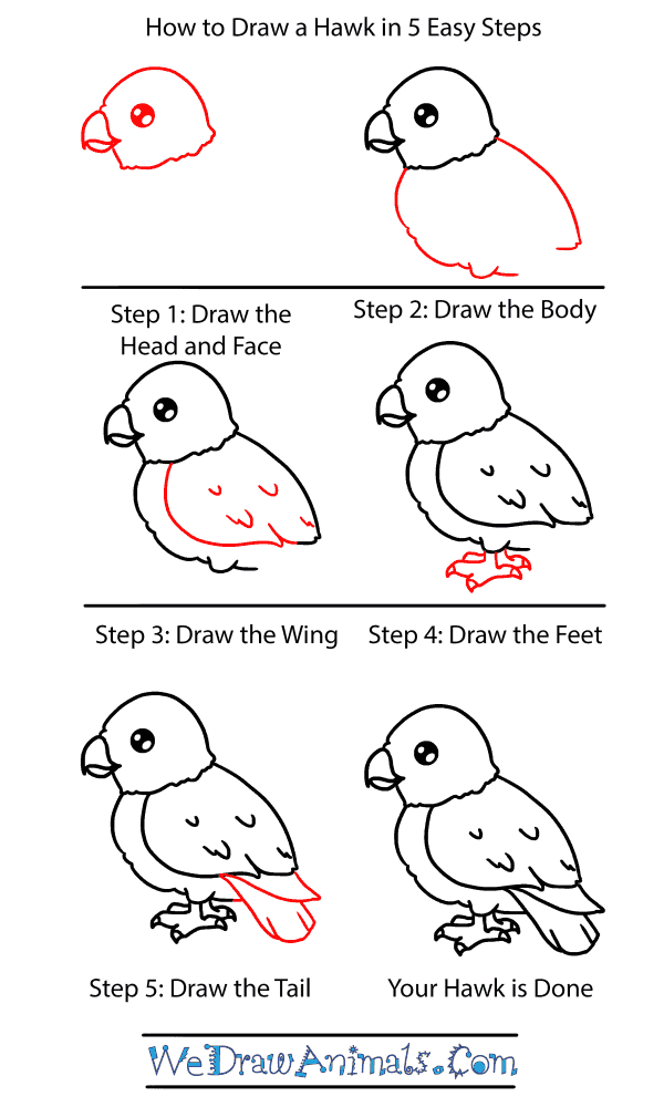 How to Draw a Baby Hawk - Step-by-Step Tutorial