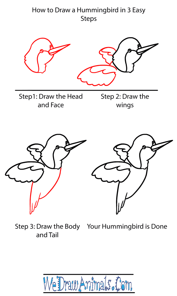 How to Draw a Baby Hummingbird - Step-by-Step Tutorial