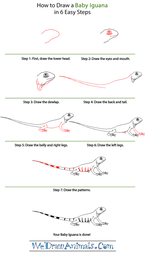 How to Draw a Baby Iguana - Step-by-Step Tutorial