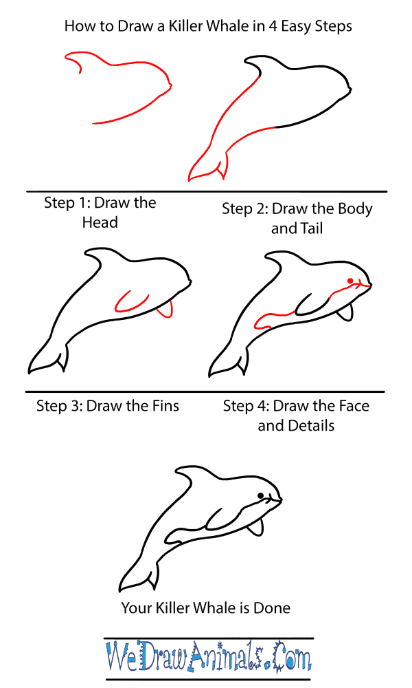 How to Draw a Baby Killer Whale - Step-by-Step Tutorial