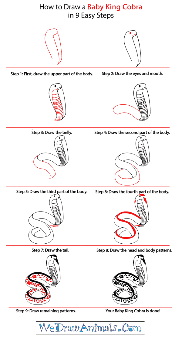 How to Draw a Baby King Cobra - Step-by-Step Tutorial