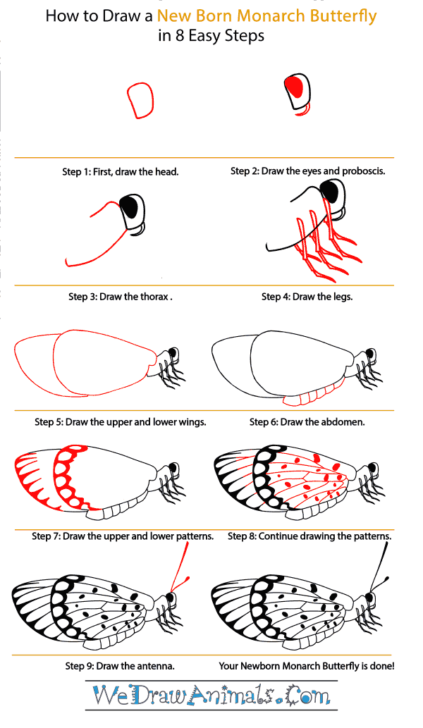 How to Draw a Baby Monarch Butterfly - Step-by-Step Tutorial
