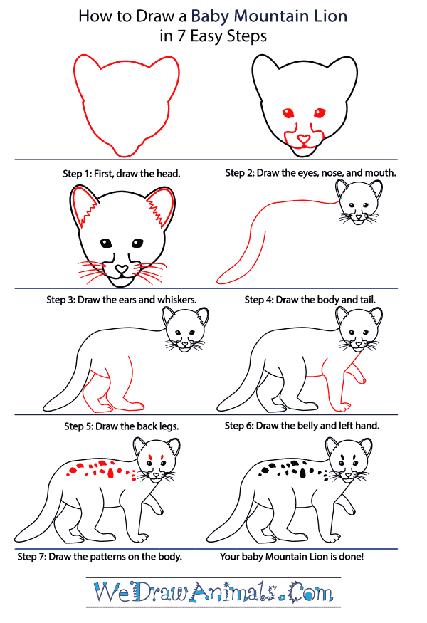 How to Draw a Baby Mountain Lion - Step-by-Step Tutorial