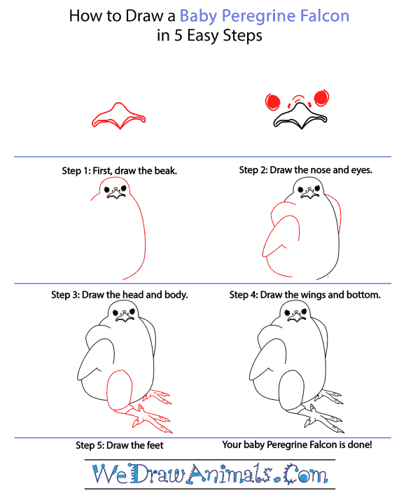 How to Draw a Baby Peregrine Falcon - Step-by-Step Tutorial