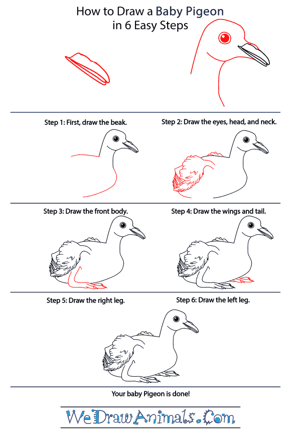 How to Draw a Baby Pigeon - Step-by-Step Tutorial