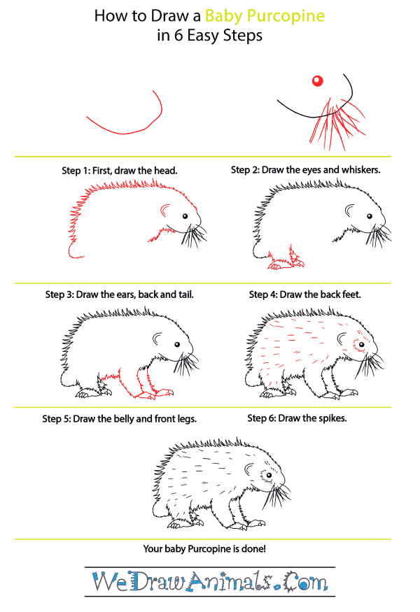 How to Draw a Baby Porcupine - Step-by-Step Tutorial