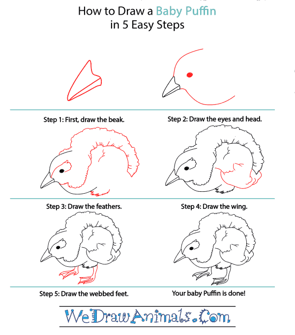 How to Draw a Baby Puffin - Step-by-Step Tutorial