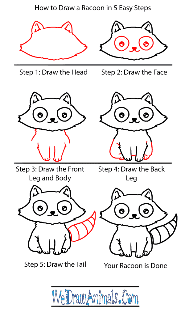 How to Draw a Baby Raccoon - Step-by-Step Tutorial