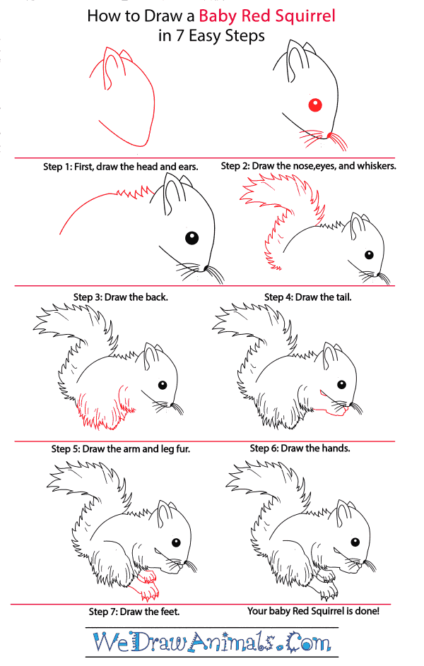 How to Draw a Baby Red Squirrel - Step-by-Step Tutorial