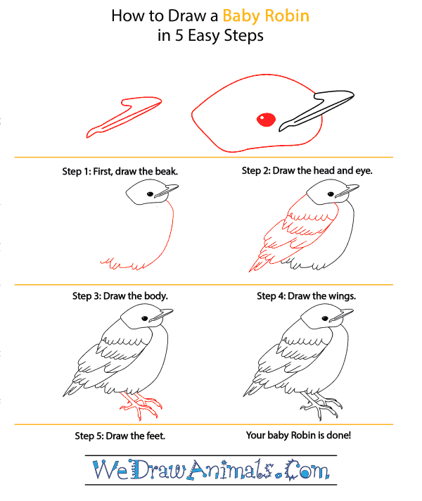 How to Draw a Baby Robin - Step-by-Step Tutorial