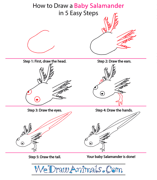 How to Draw a Baby Salamander - Step-by-Step Tutorial