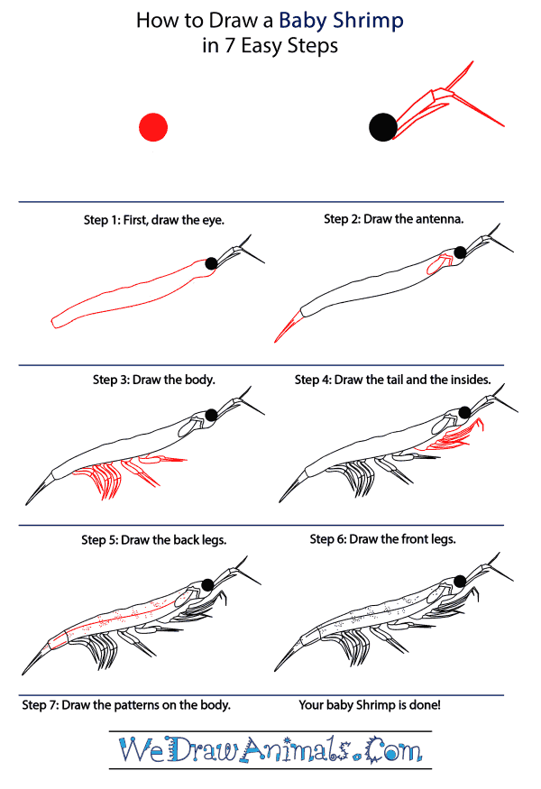 How to Draw a Baby Shrimp - Step-by-Step Tutorial