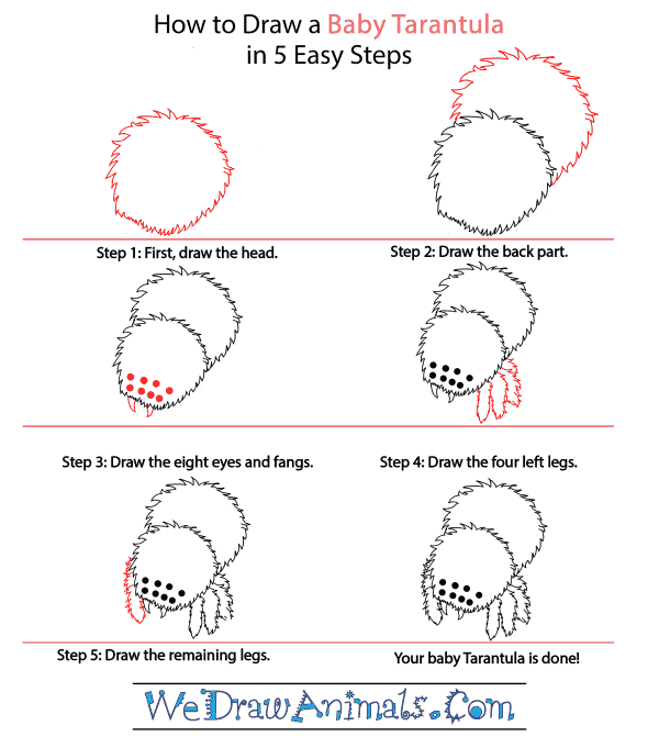 How to Draw a Baby Tarantula - Step-by-Step Tutorial