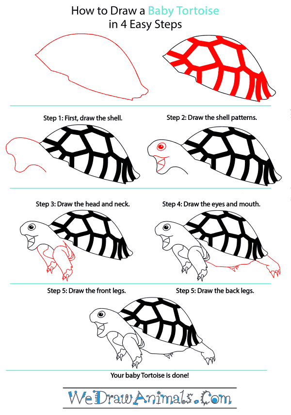 How to Draw a Baby Tortoise - Step-by-Step Tutorial