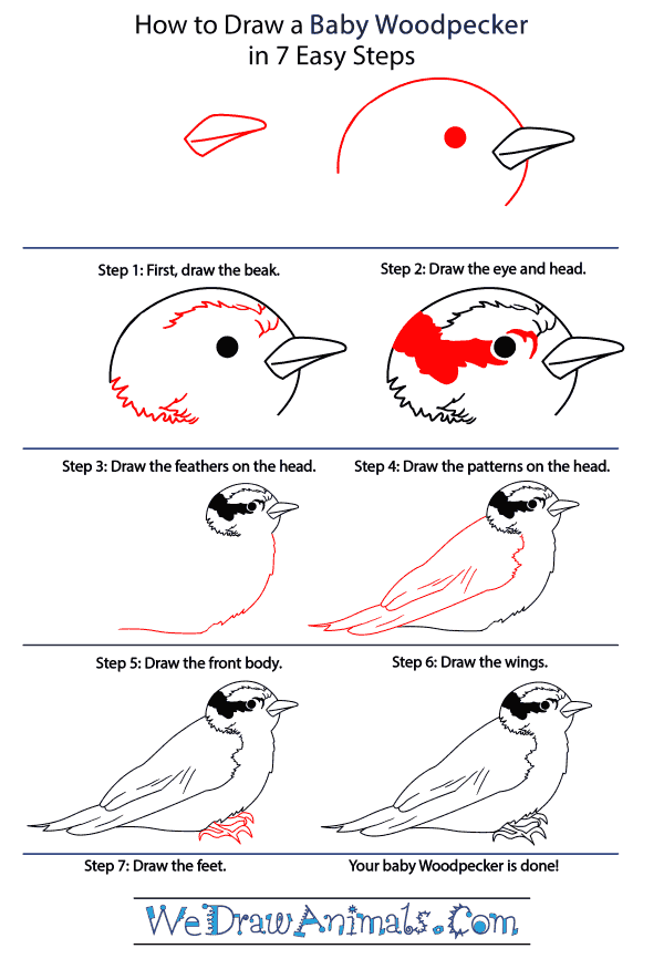 How to Draw a Baby Woodpecker - Step-by-Step Tutorial