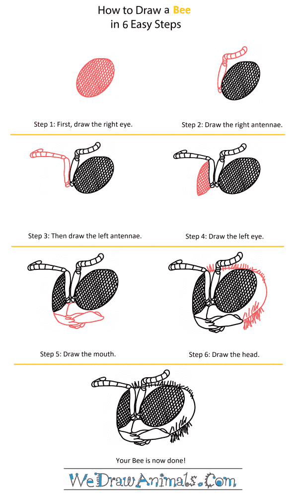 How to Draw a Bee Head - Step-by-Step Tutorial