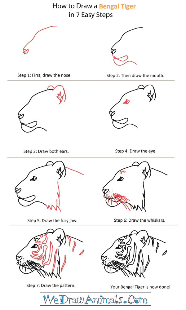 How to Draw a Bengal Tiger Head - Step-by-Step Tutorial