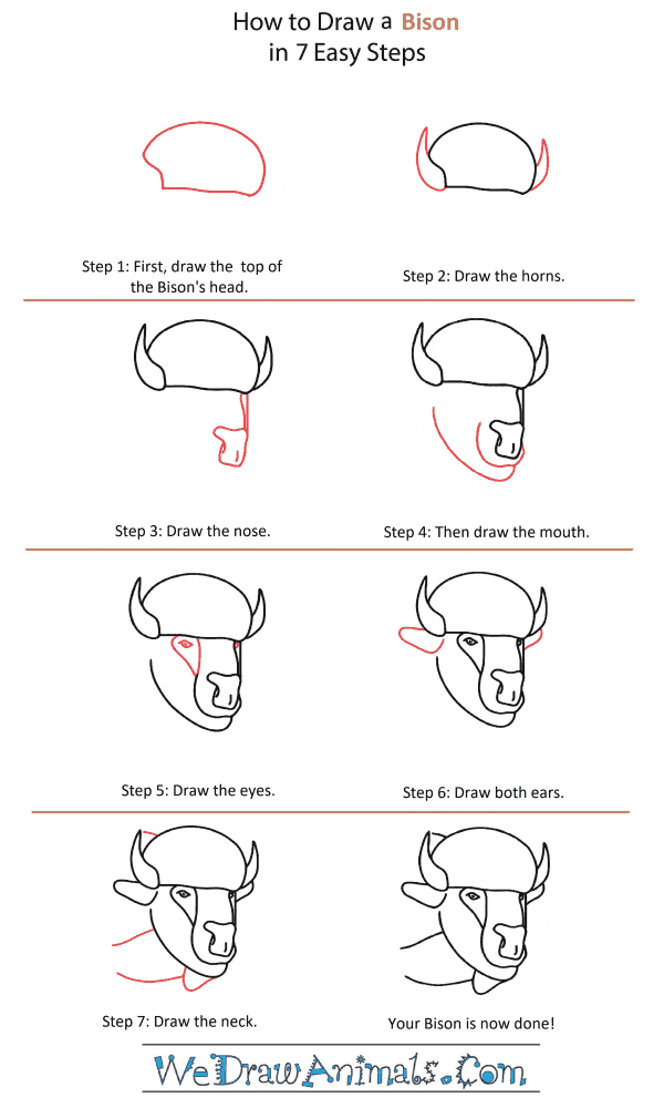 How to Draw a Bison Head - Step-by-Step Tutorial